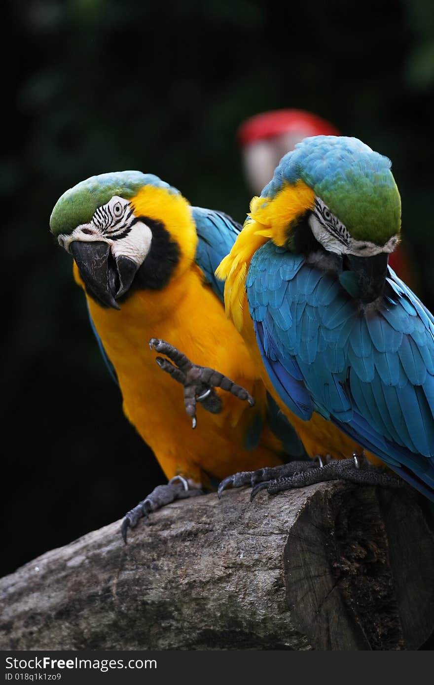 Colorful parrot in Singapore bird park.