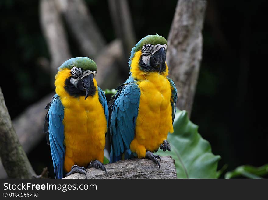 Colorful parrot in Singapore bird park.