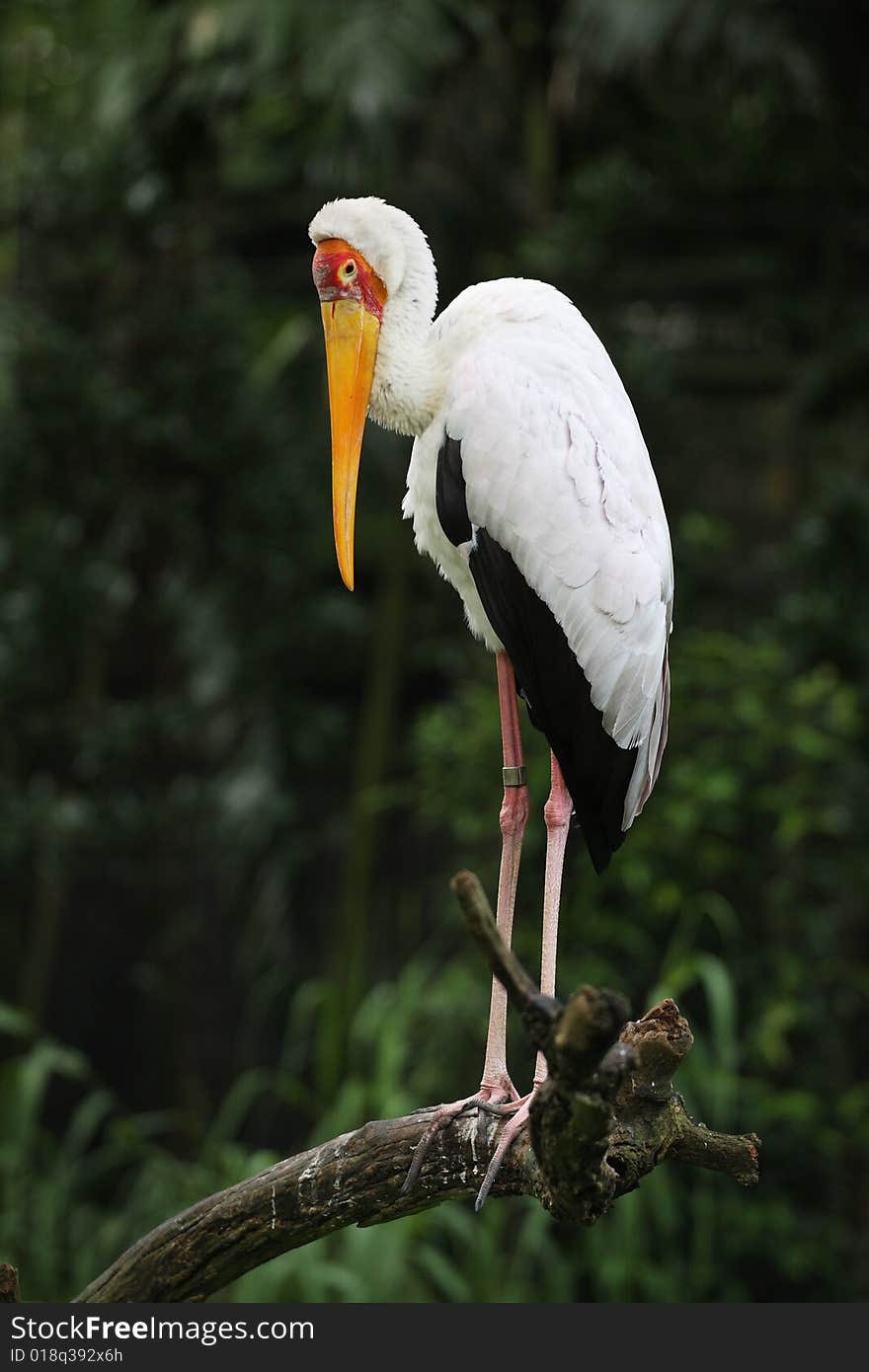 Saddlebill stork has very grace posture.