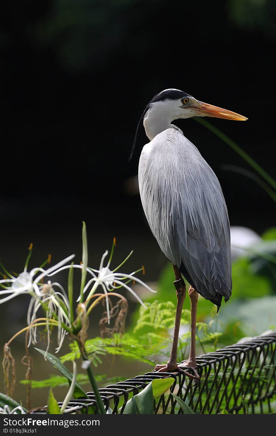 Demoiselle crane can freely travel within the park.