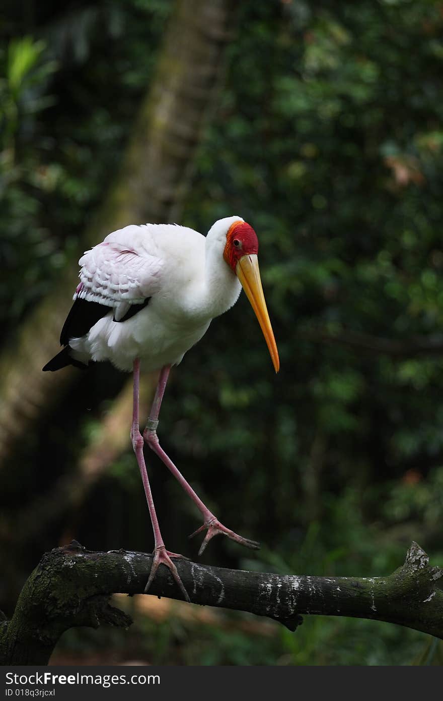 Saddlebill stork has a very graceful gesture.