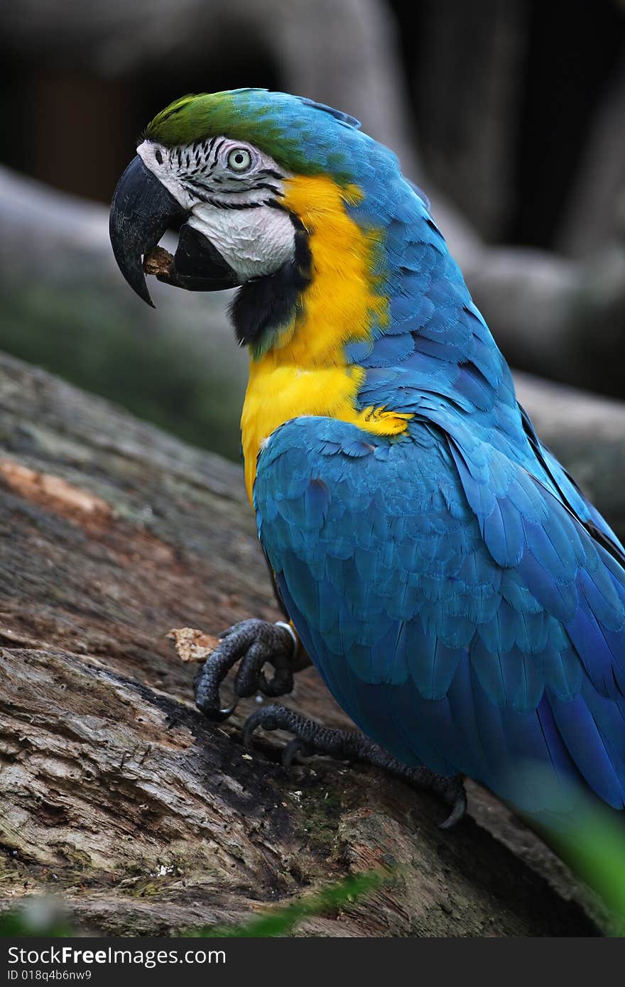 Colorful parrot in Singapore bird park.