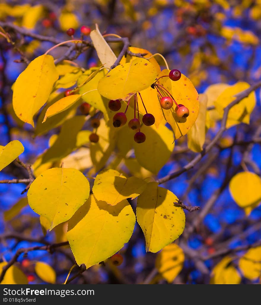 Beautiful autum leaves and berry against sky