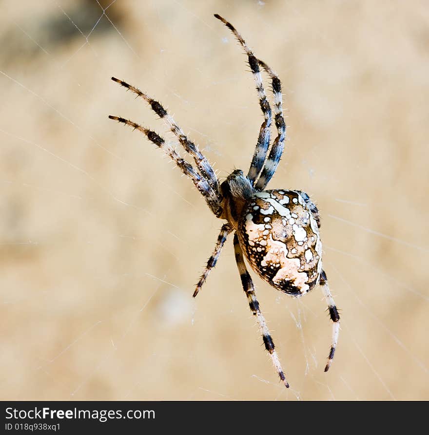 Spider web and big spider