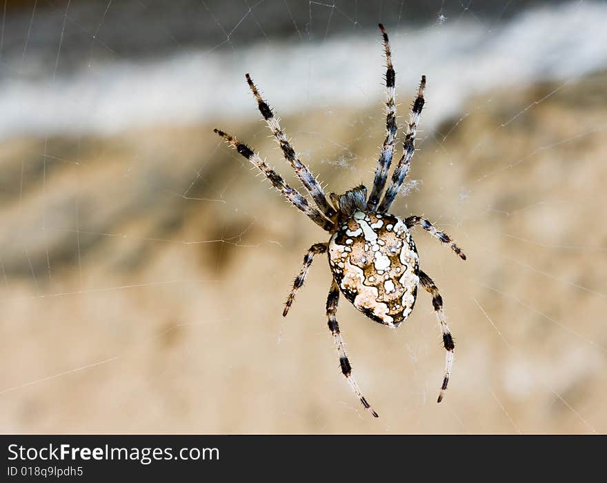 Spider web and big spider