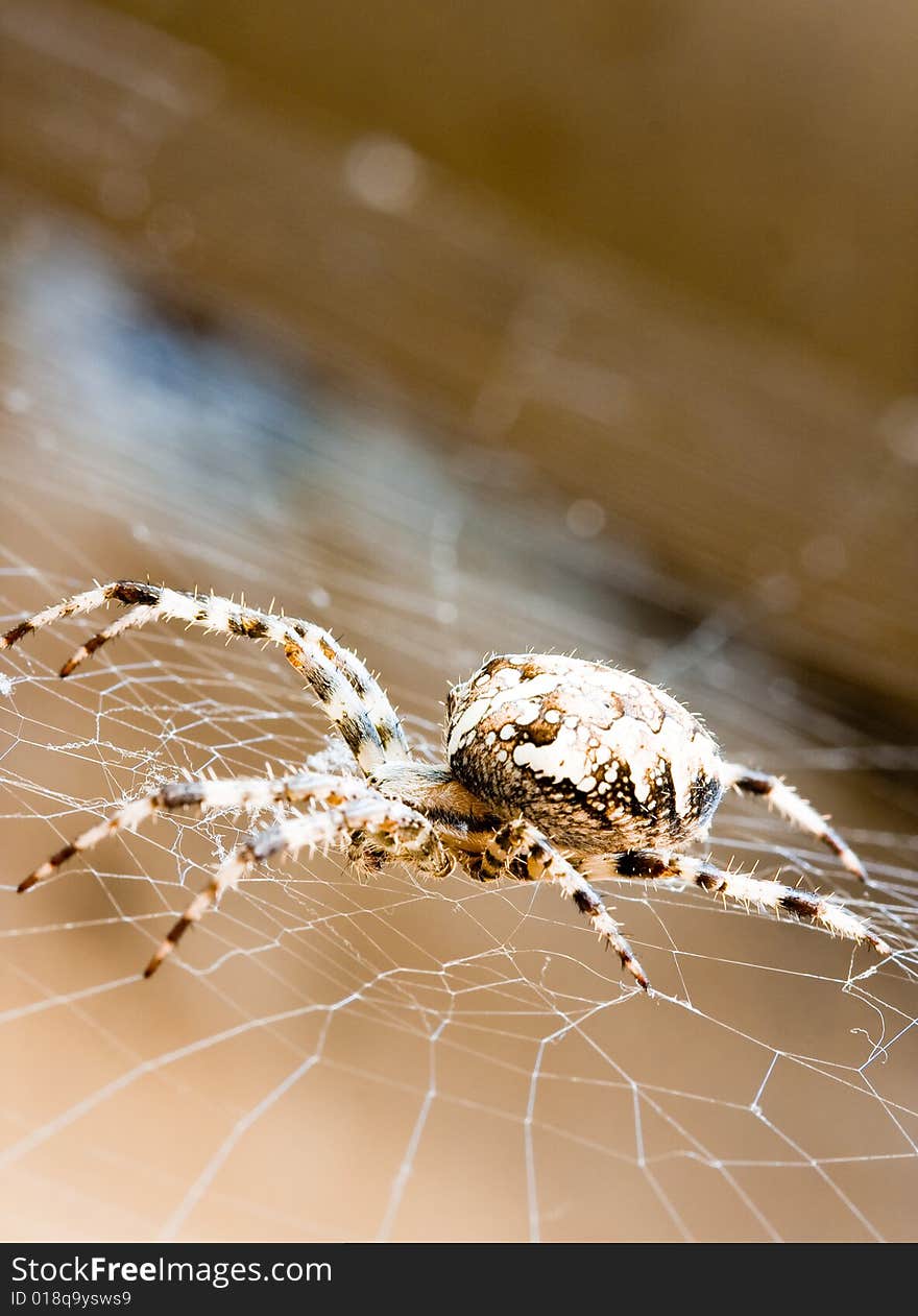 Spider web and big spider