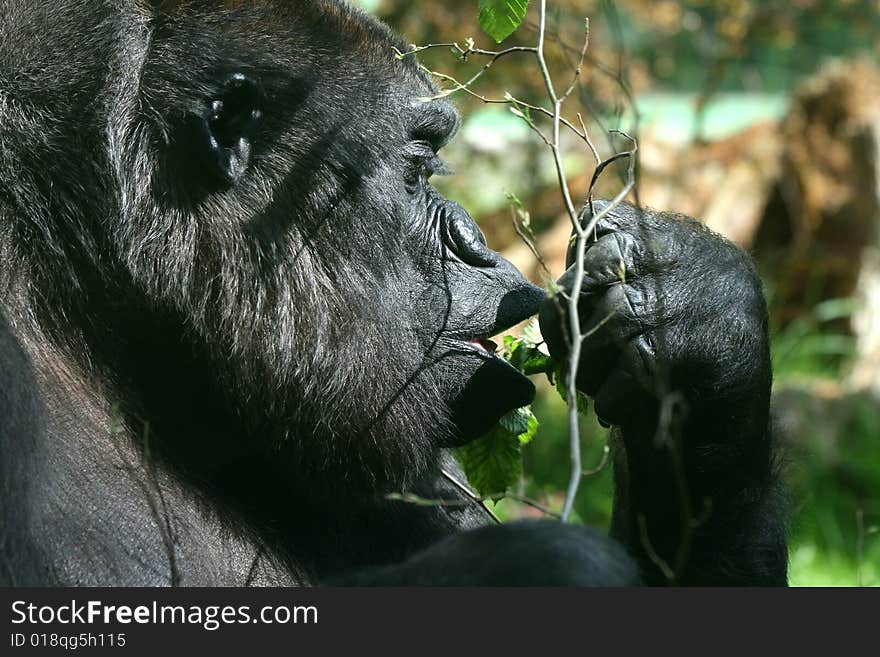 Eating Chimpanzee eating green branch; detail on face - portrait. Eating Chimpanzee eating green branch; detail on face - portrait