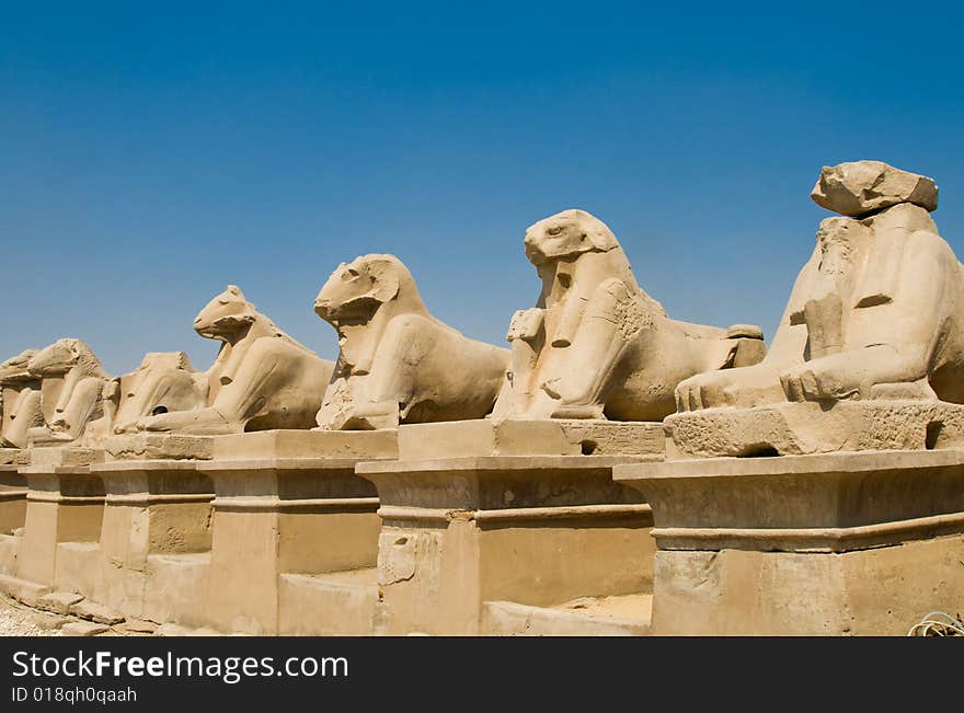 Sheep in Karnak temple (Luxor, Egypt)