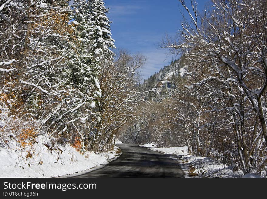 View of pine trees right after a snow storm with deep blue sky's. View of pine trees right after a snow storm with deep blue sky's