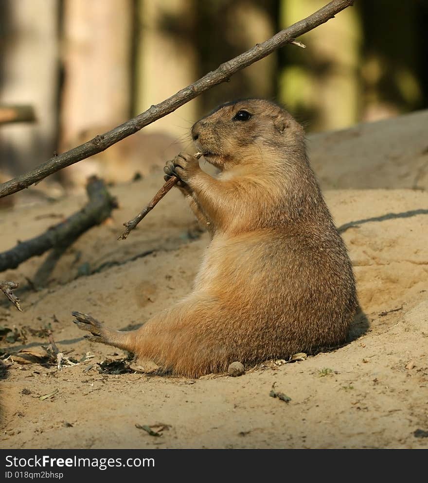 Animals: Prairie dog eating and sitting