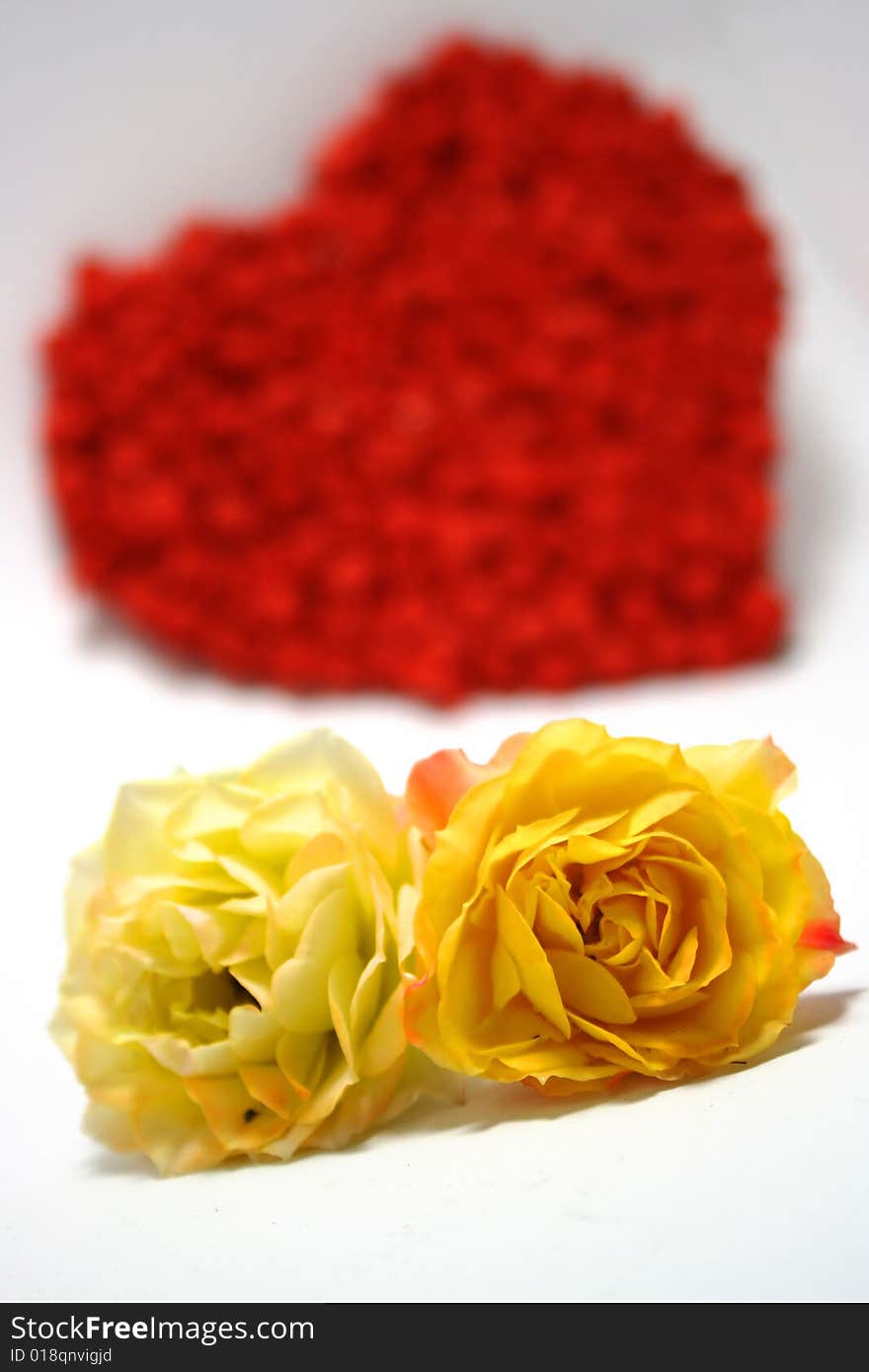 Yellow roses against red heart on background