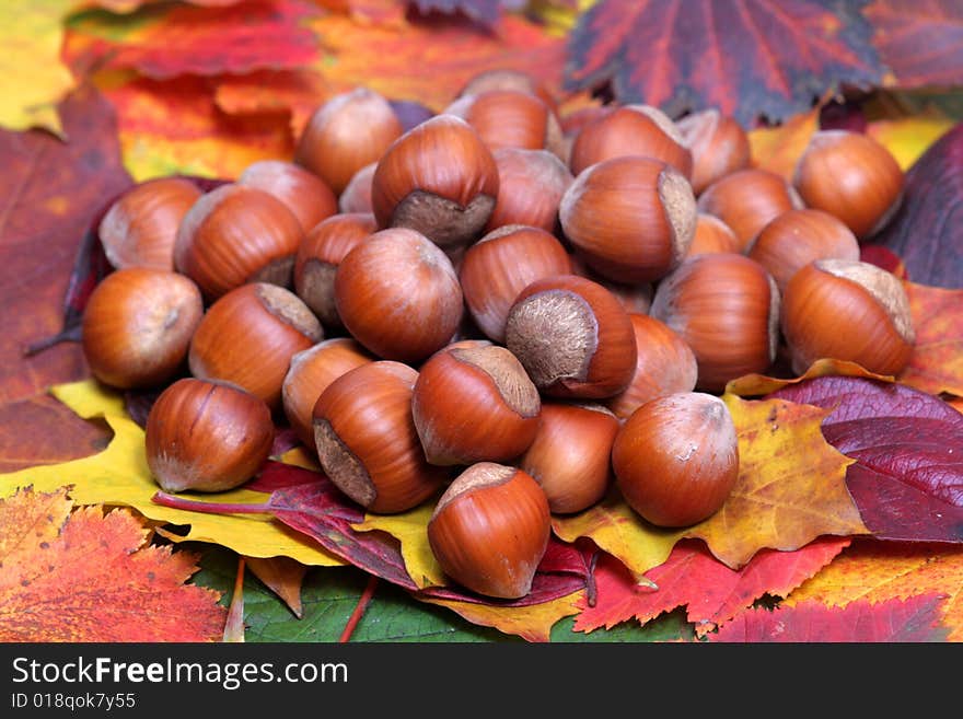 Pile of nuts on background of autumn leaves. Pile of nuts on background of autumn leaves.