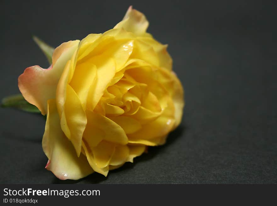 Yellow rose on a black stage. Yellow rose on a black stage