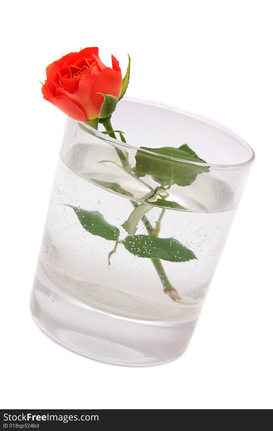 Red rose in a glass.