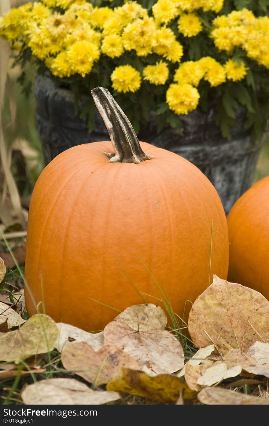 One pumpkin photographed outside in front of some mums.