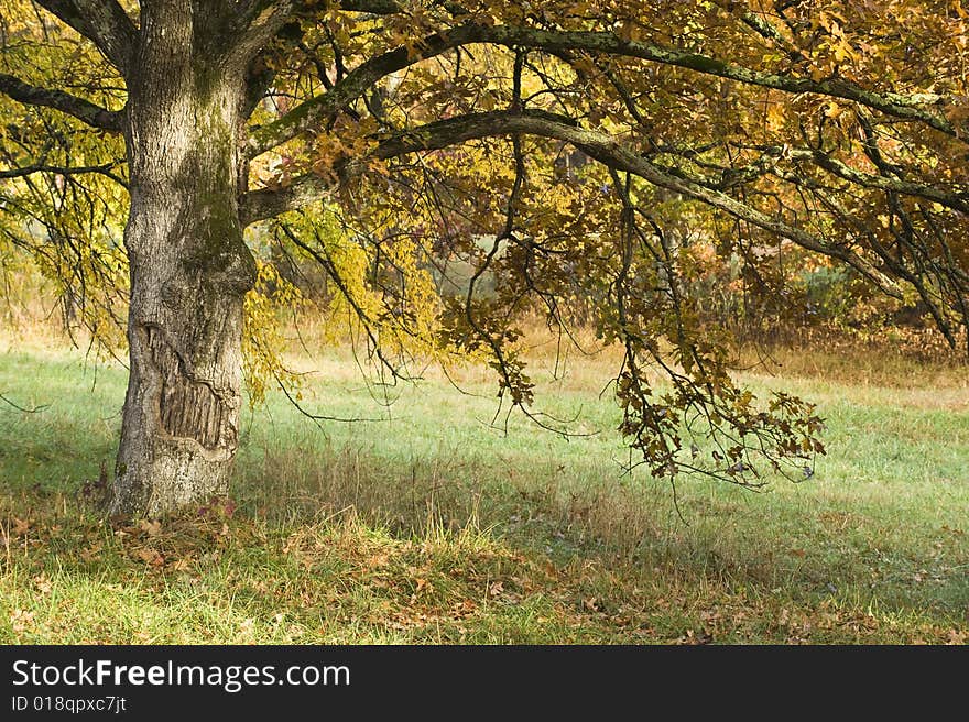 A tree that seems to always be smiling is showing off the fall colors. A tree that seems to always be smiling is showing off the fall colors.