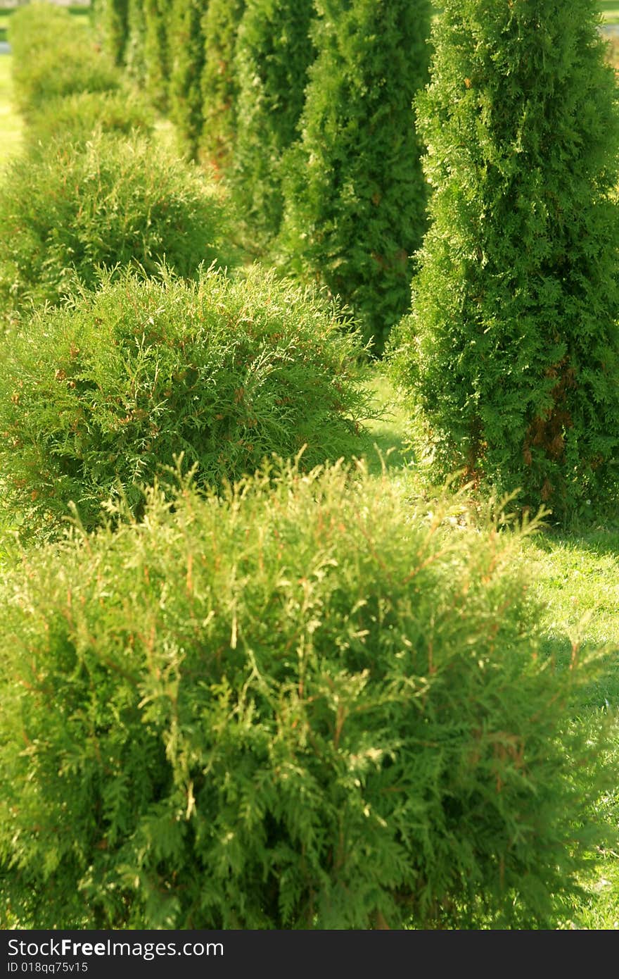 Rows Of Trees.