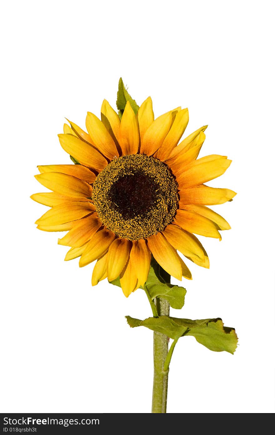 Bright yellow sunflower on white. Bright yellow sunflower on white