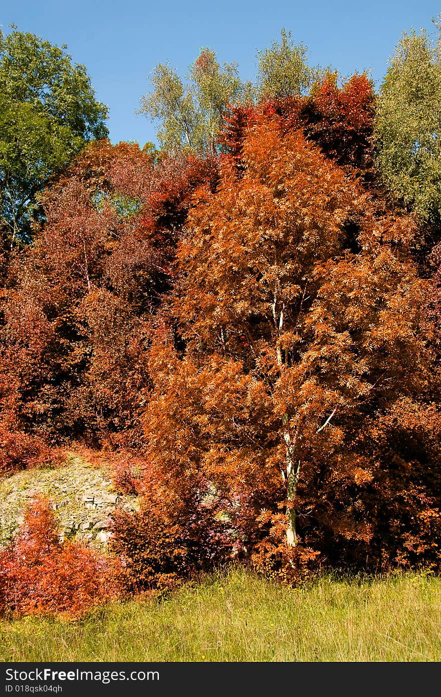 Sunny autumn day, colored trees. Sunny autumn day, colored trees