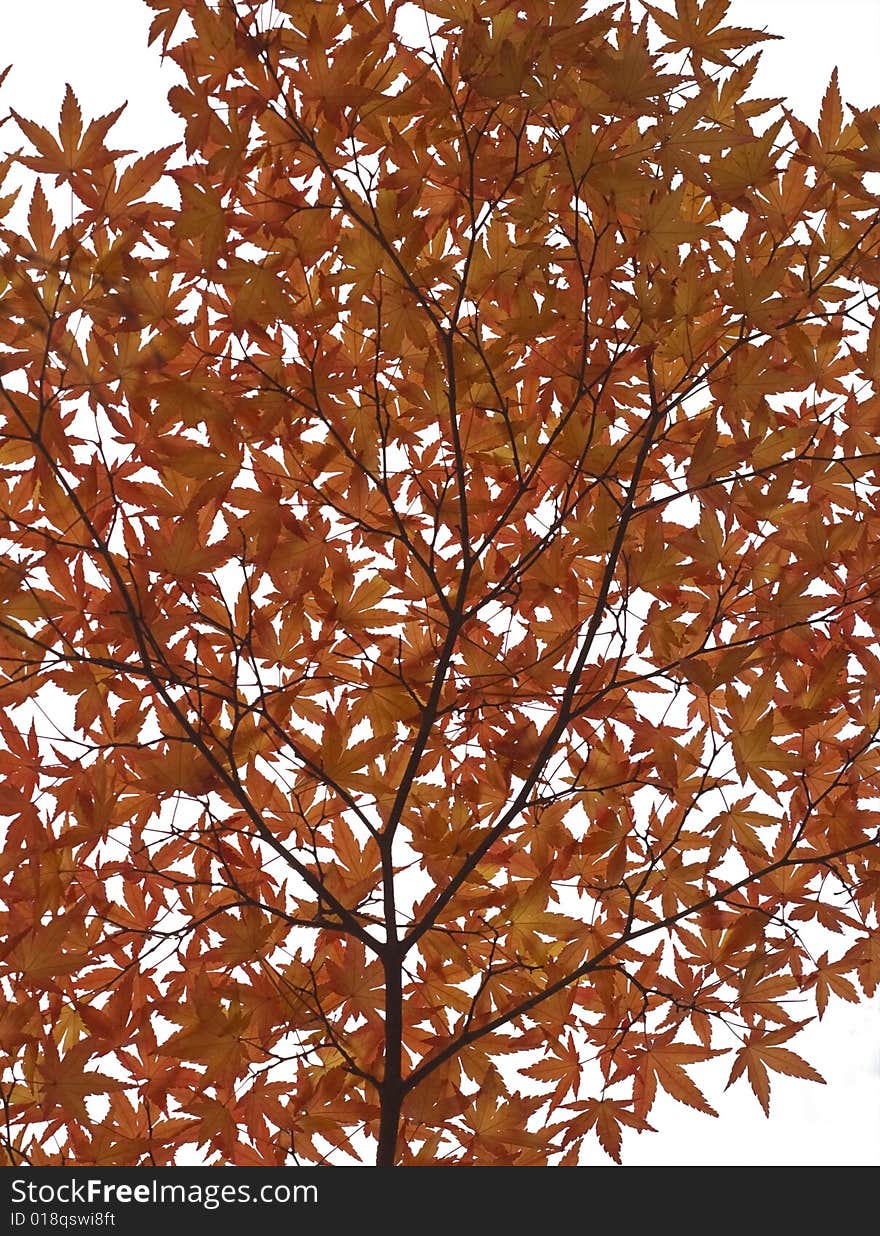 A twig with many red autumn maple leaves against a white background. A twig with many red autumn maple leaves against a white background