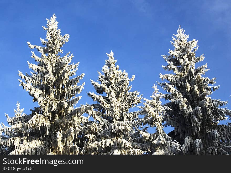 Three fir tops in winter covered with snow/frost in front of crisp blue sky. Three fir tops in winter covered with snow/frost in front of crisp blue sky