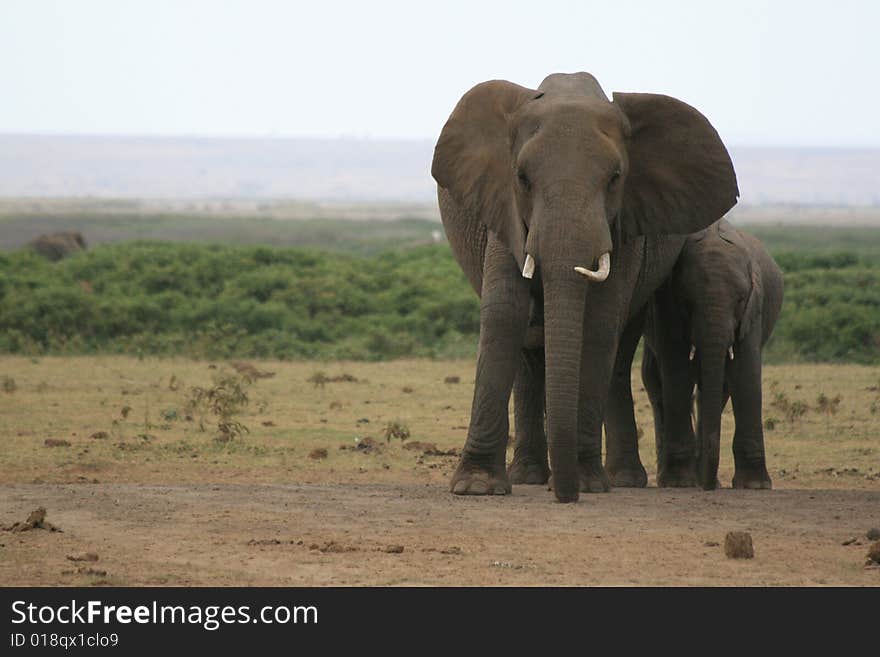 African elephant