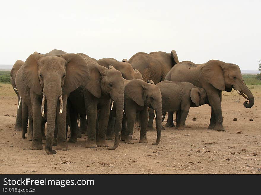 A photo of some African elephants in the wild