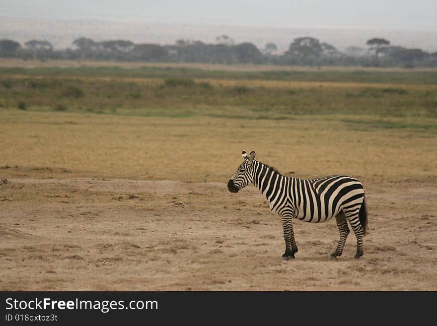 A photo of a Zebra taken in Kenya