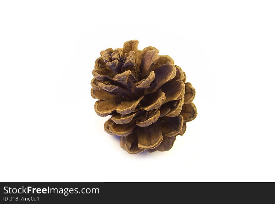 A photograph of a pine cone against a white background