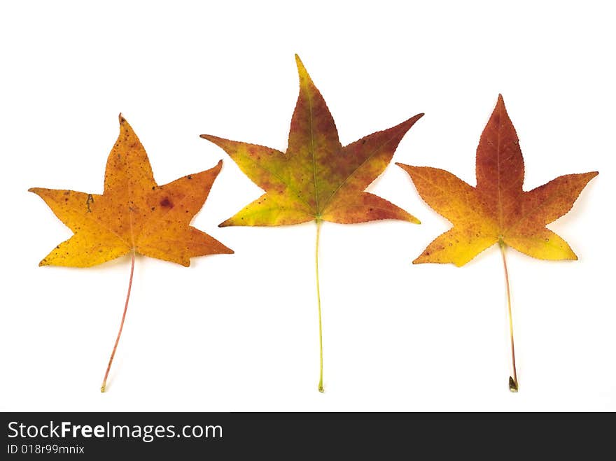 Closeup of three fall colored maple leaves on a white background. Closeup of three fall colored maple leaves on a white background