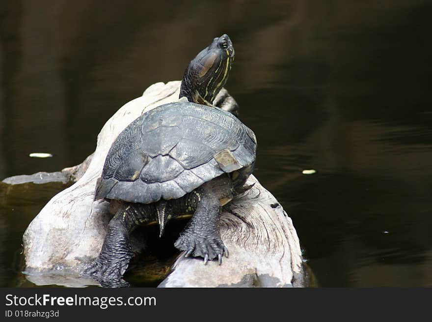 African Helmeted Turtle