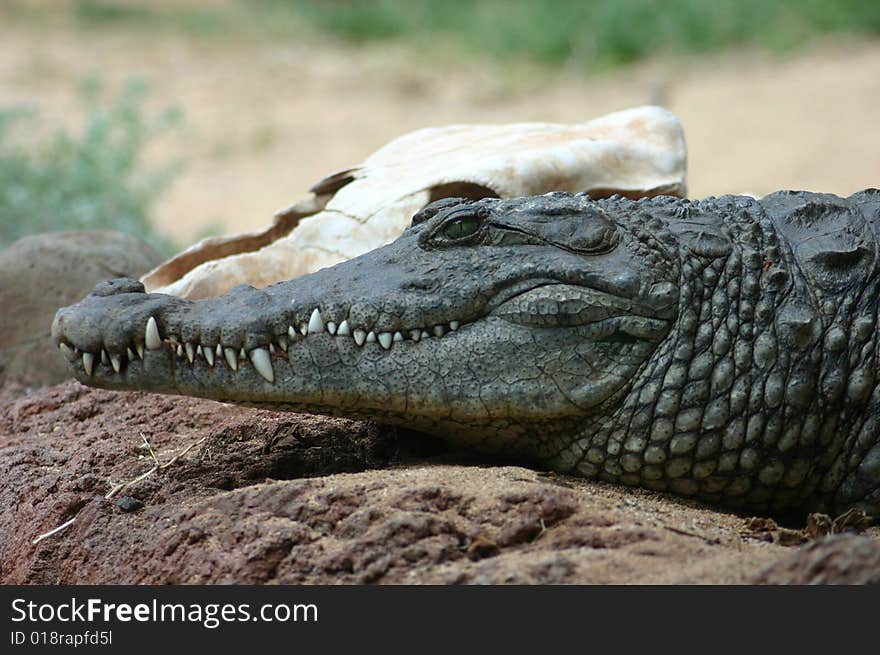 Nile Crocodile