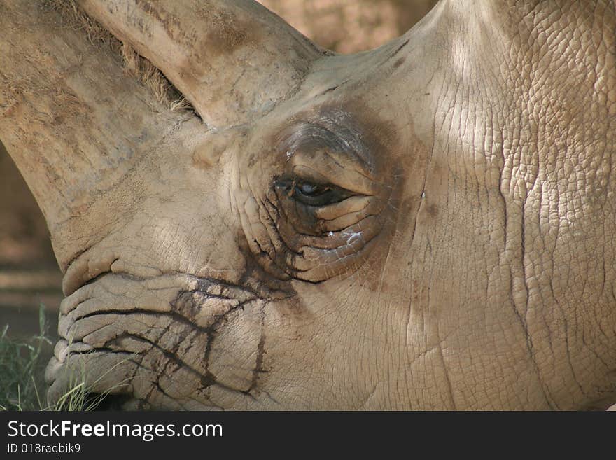 White rhinoceros