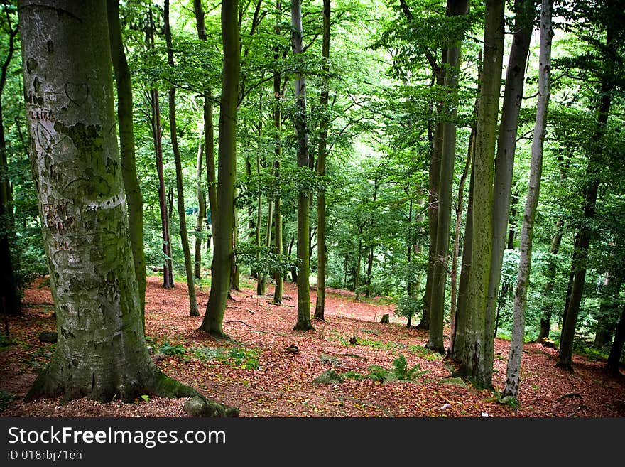 Karlovy Vary surroundings. Forest