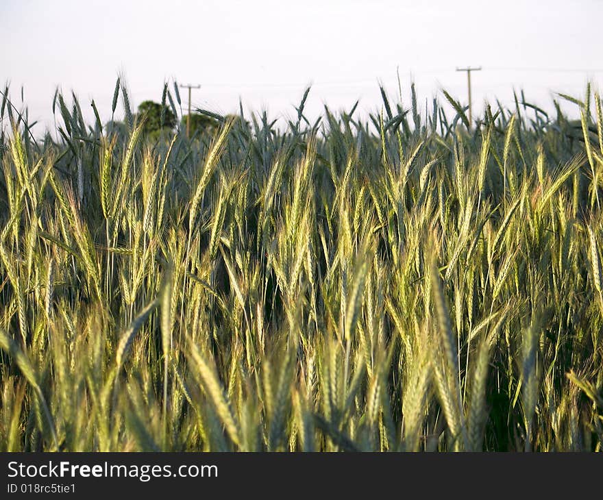 Boundless wheaten field at a dawn