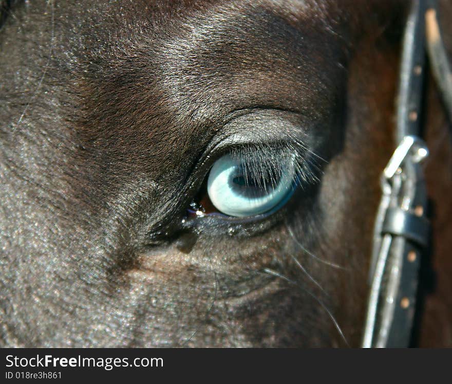 A detail of a horse eye