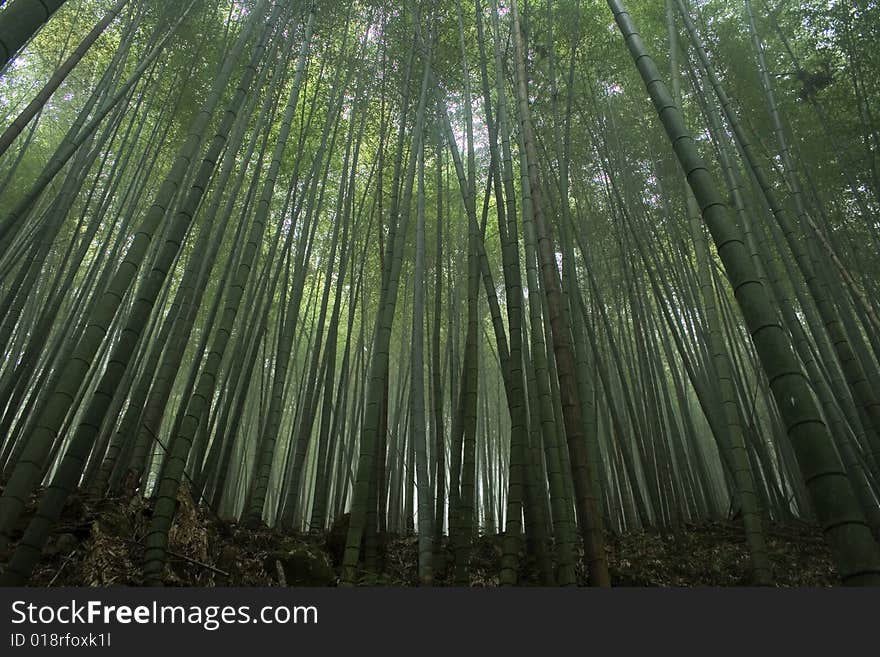 Bamboo forest in Asia. Bamboo is the fastest growing plant in the world and has many uses, especially in Asia.