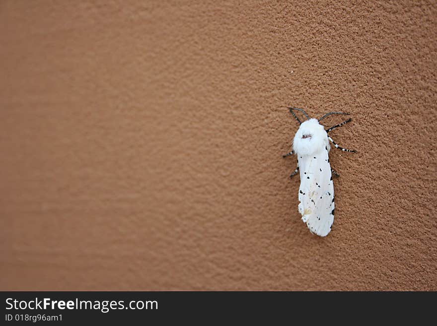 White Moth On Wall