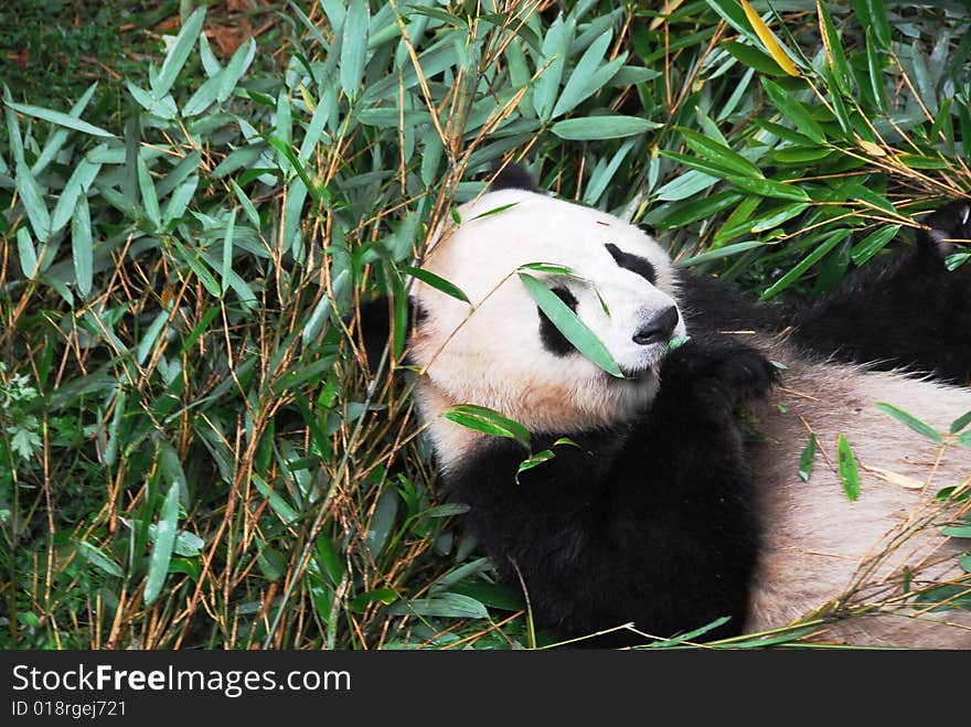 A Mid-aged panda, around 2-3 years old is biting his favourite, bamboo. A Mid-aged panda, around 2-3 years old is biting his favourite, bamboo