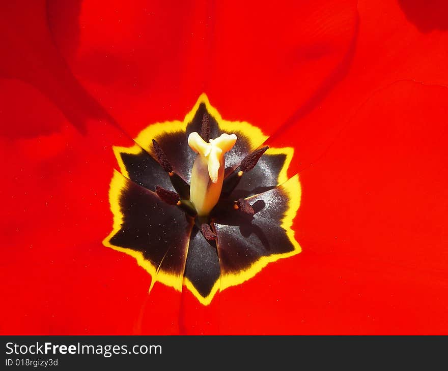 Red tulip