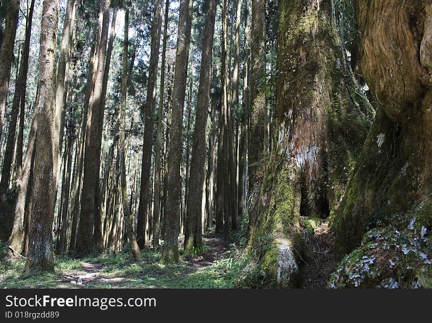 Cypress fir forest. New trees in the background contrast with a trunk of an old tree