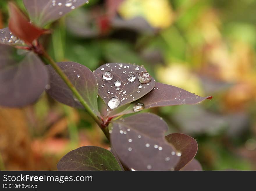 Drops on a leaf after rain. Drops on a leaf after rain