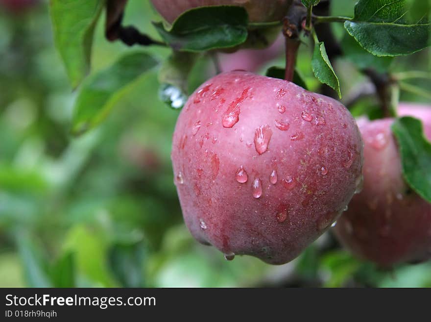 Apples Hanging From A Tree