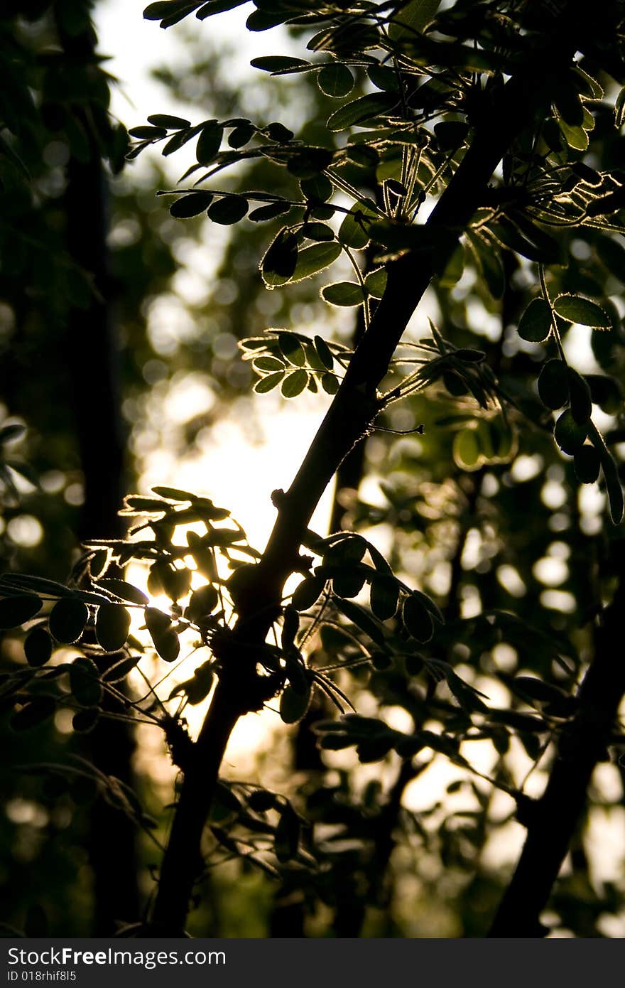 Beautiful branch in sun beams