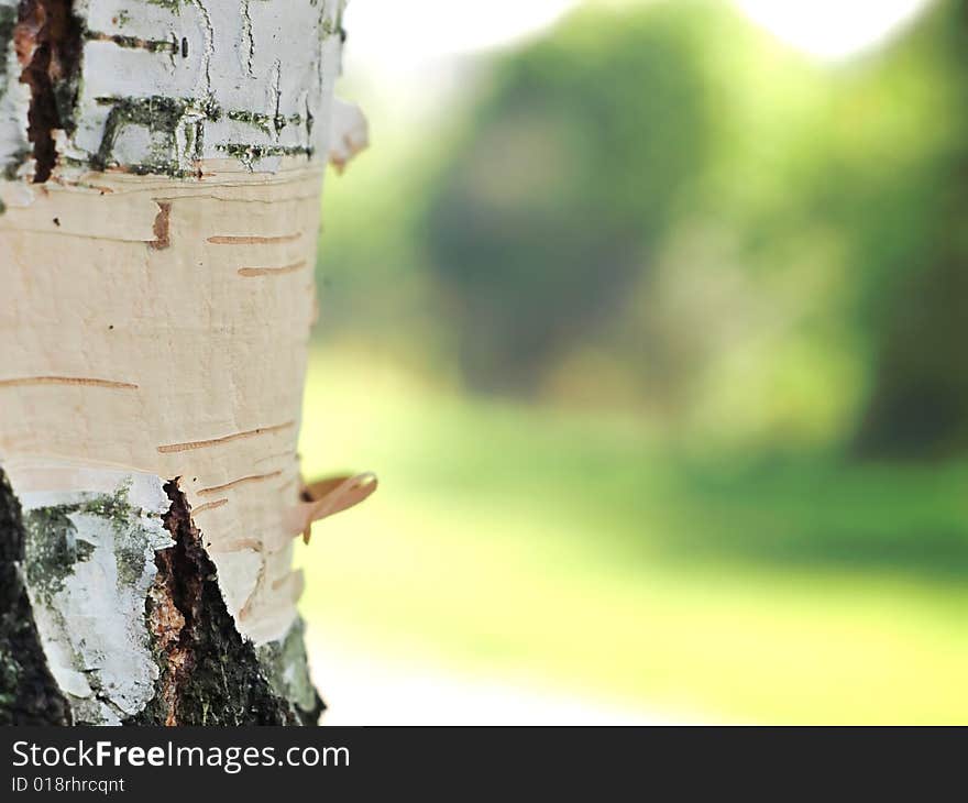 Birch Bark