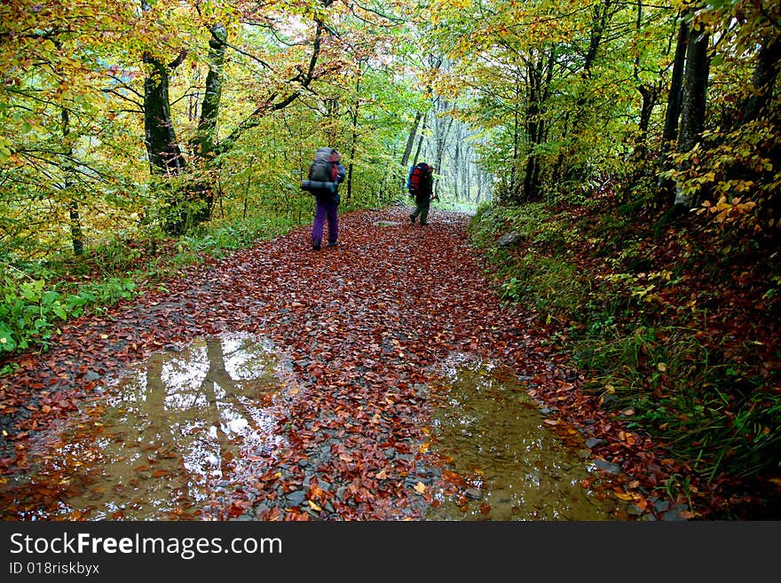 An image of a two mans walking in a forest