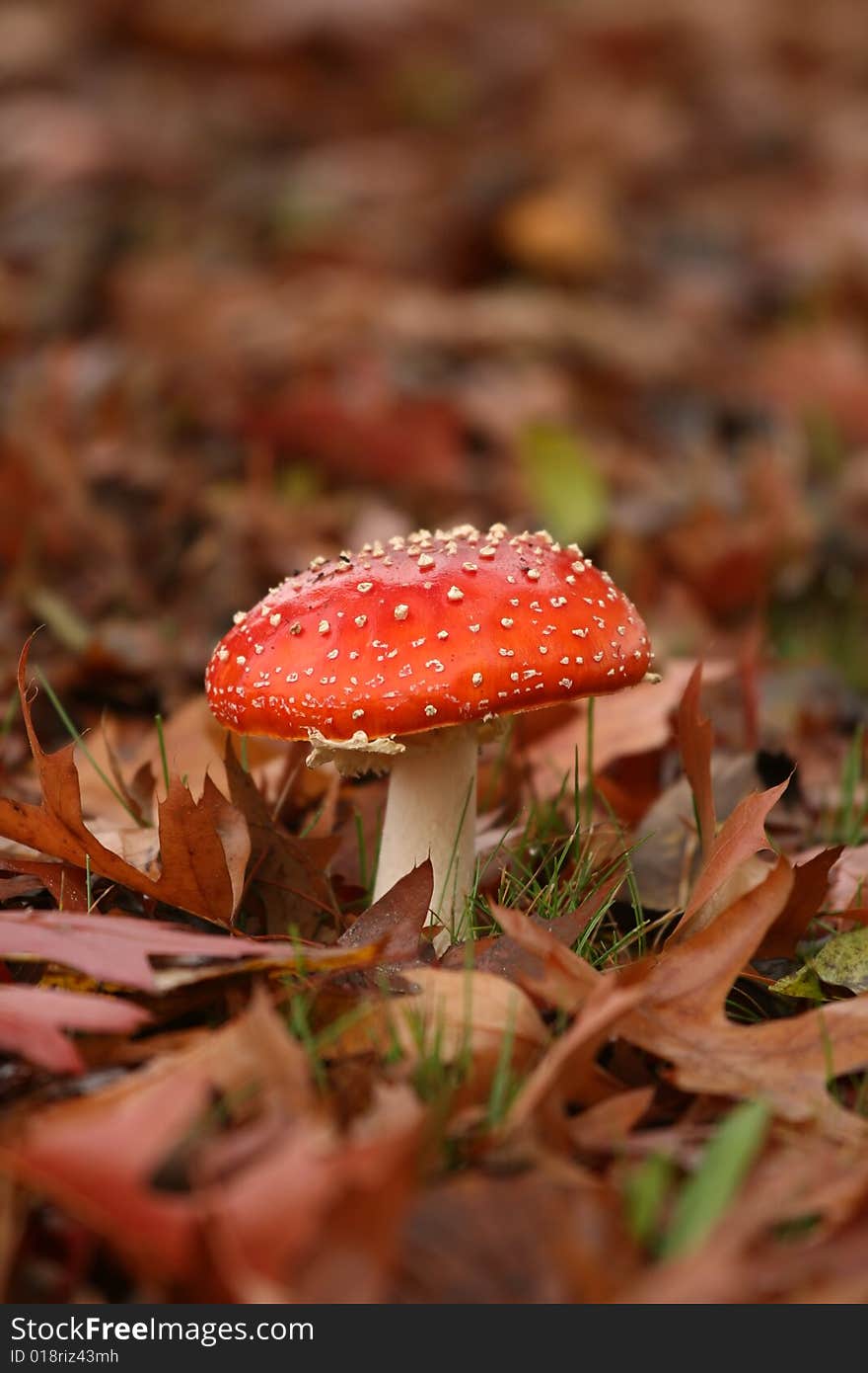 Toadstool in a field of leafs