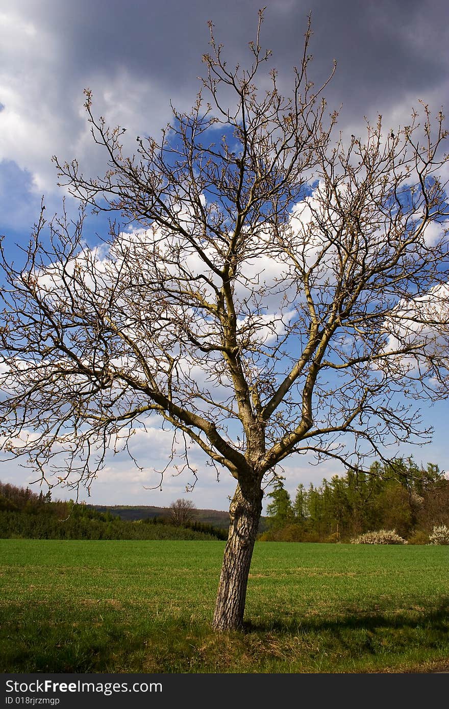 Insular tree in a meadow.