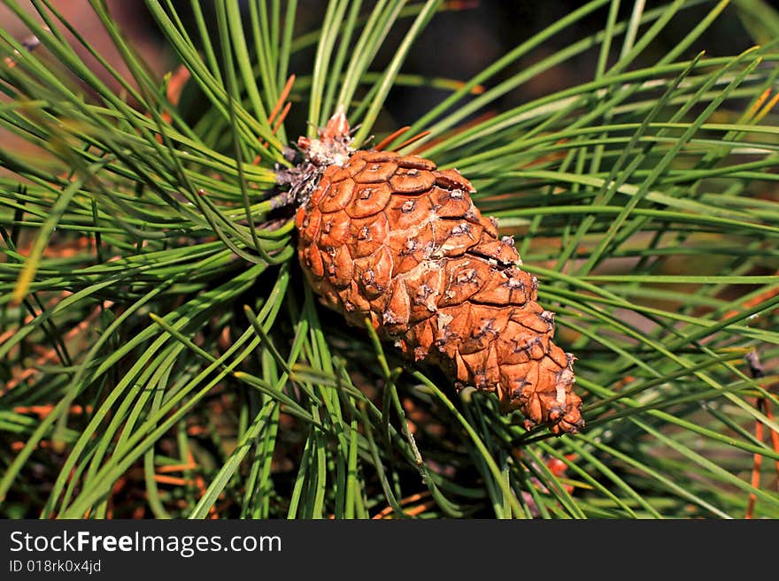 Close up of the brown cone and green needles. Close up of the brown cone and green needles