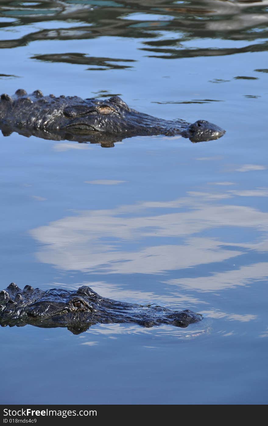 Florida alligator swimming in the water